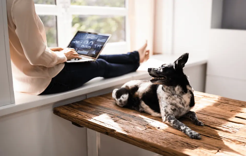 home_intro_dog_lady_laptop-480 lady at laptop with dog